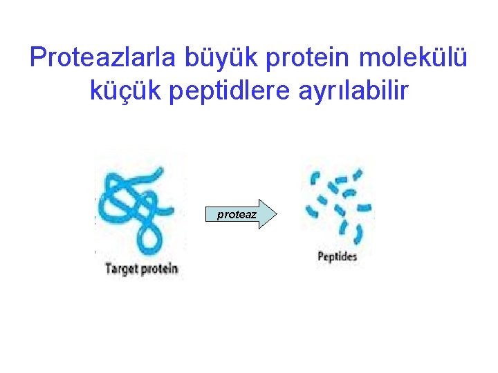 Proteazlarla büyük protein molekülü küçük peptidlere ayrılabilir proteaz 