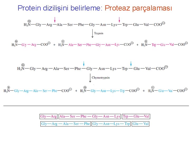 Protein dizilişini belirleme: Proteaz parçalaması 