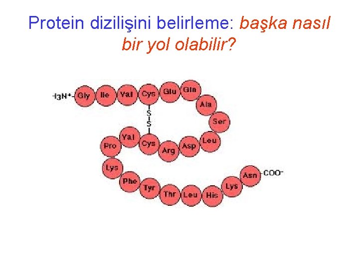 Protein dizilişini belirleme: başka nasıl bir yol olabilir? 