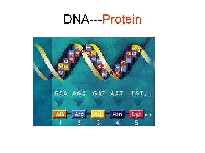 DNA---Protein 