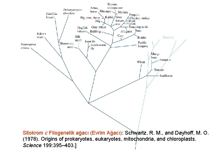 Sitokrom c Filogenetik ağacı (Evrim Ağacı): Schwartz, R. M. , and Dayhoff, M. O.