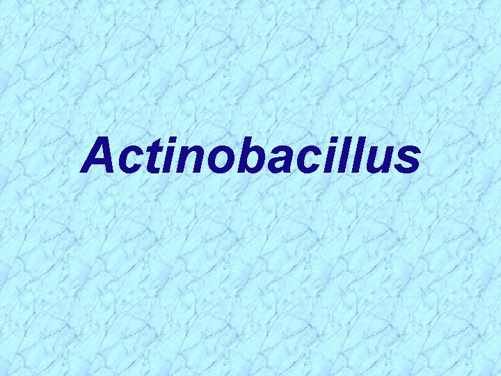 Actinobacillus 