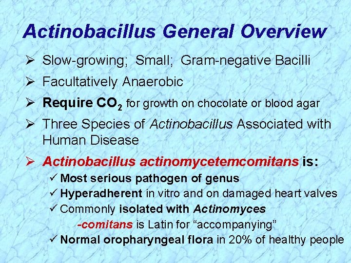 Actinobacillus General Overview Ø Slow-growing; Small; Gram-negative Bacilli Ø Facultatively Anaerobic Ø Require CO