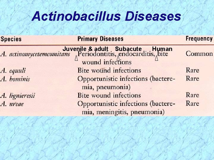 Actinobacillus Diseases Juvenile & adult Subacute Human 