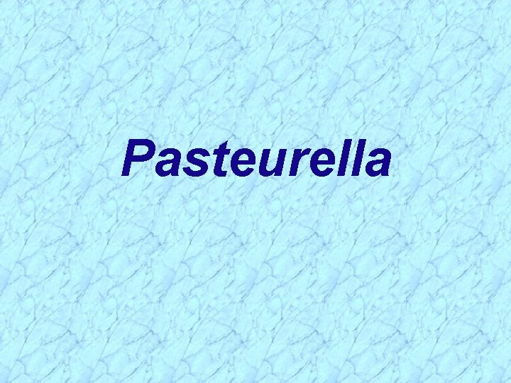 Pasteurella 