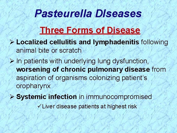 Pasteurella DIseases Three Forms of Disease Ø Localized cellulitis and lymphadenitis following animal bite