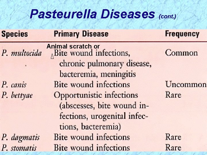 Pasteurella Diseases (cont. ) Animal scratch or 