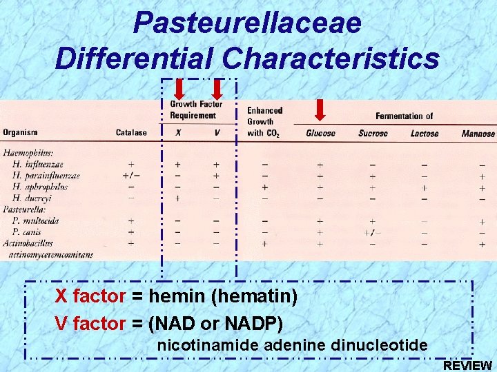 Pasteurellaceae Differential Characteristics X factor = hemin (hematin) V factor = (NAD or NADP)