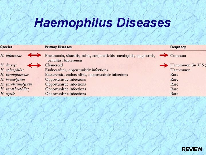 Haemophilus Diseases REVIEW 