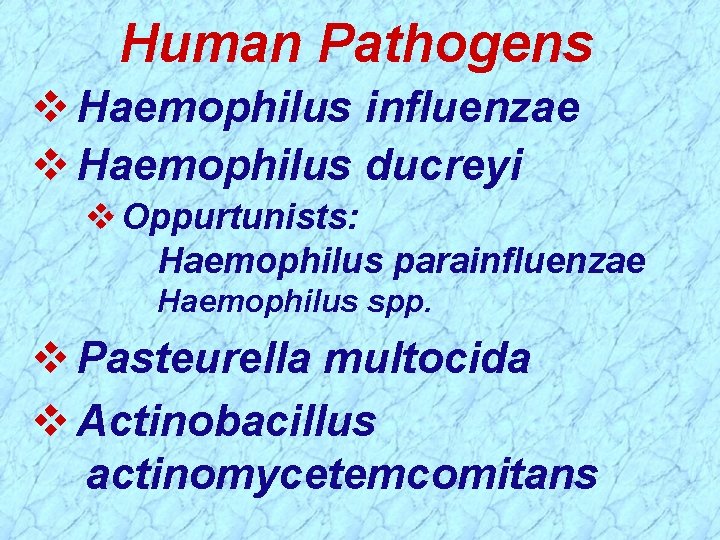 Human Pathogens v Haemophilus influenzae v Haemophilus ducreyi v Oppurtunists: Haemophilus parainfluenzae Haemophilus spp.