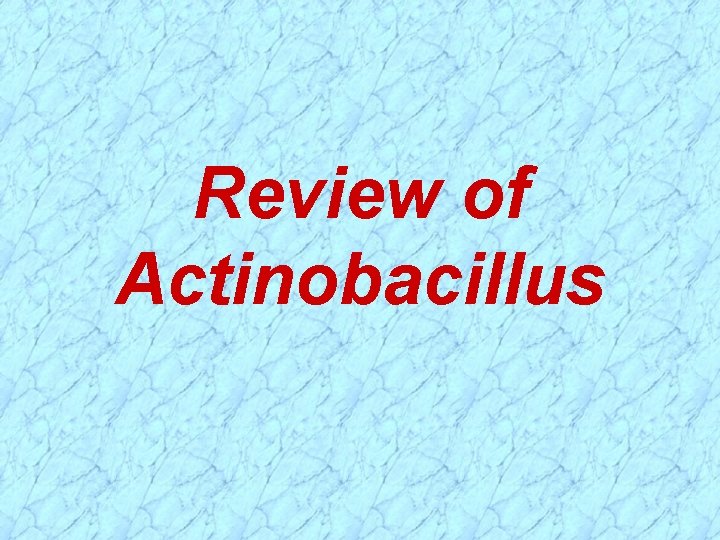 Review of Actinobacillus 