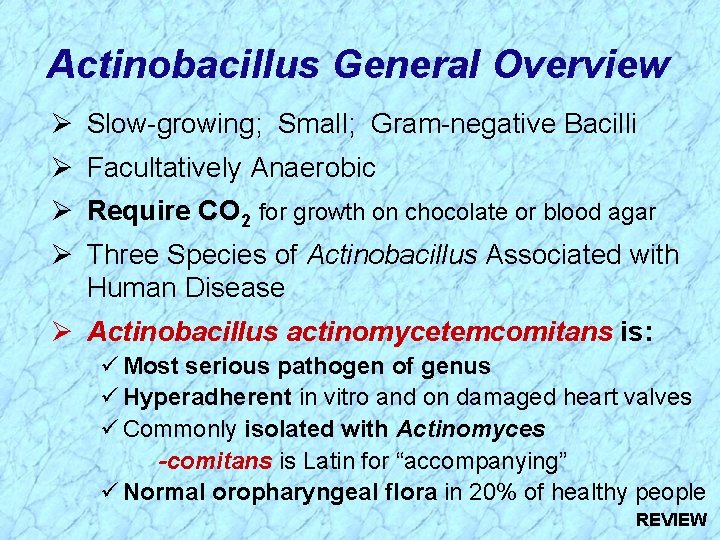 Actinobacillus General Overview Ø Slow-growing; Small; Gram-negative Bacilli Ø Facultatively Anaerobic Ø Require CO