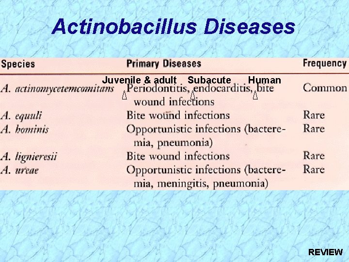 Actinobacillus Diseases Juvenile & adult Subacute Human REVIEW 