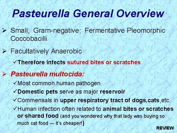 Pasteurella General Overview Ø Small; Gram-negative; Fermentative Pleomorphic Coccobacilli Ø Facultatively Anaerobic üTherefore infects