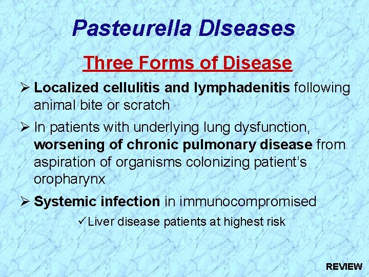 Pasteurella DIseases Three Forms of Disease Ø Localized cellulitis and lymphadenitis following animal bite