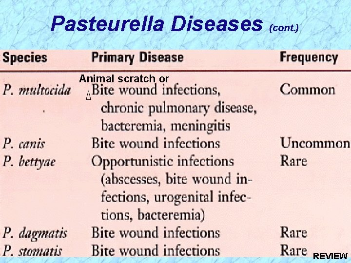 Pasteurella Diseases (cont. ) Animal scratch or REVIEW 