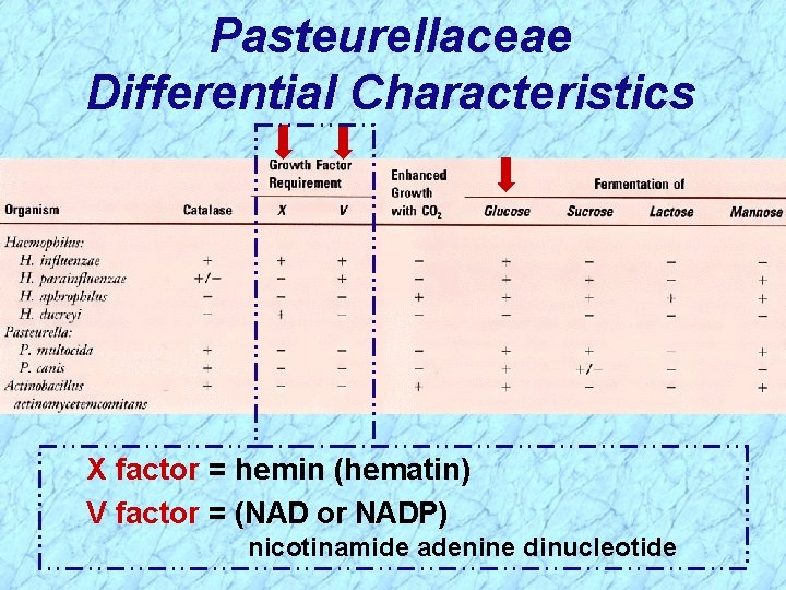 Pasteurellaceae Differential Characteristics X factor = hemin (hematin) V factor = (NAD or NADP)