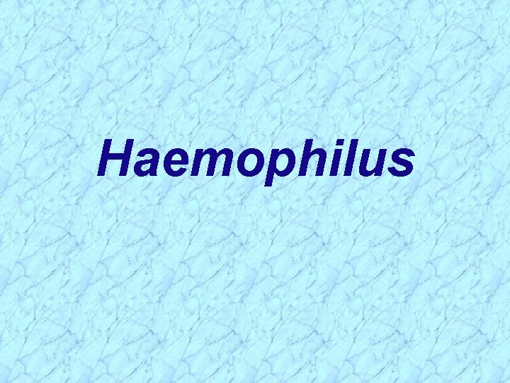 Haemophilus 