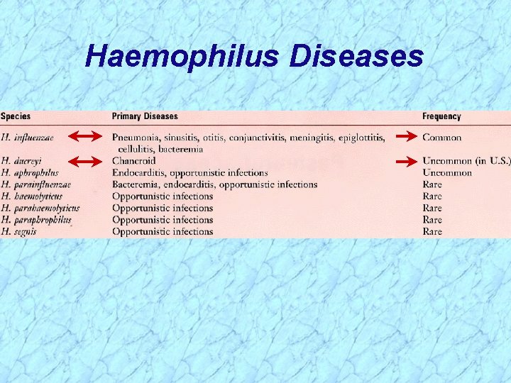 Haemophilus Diseases 