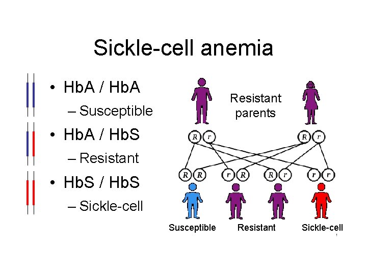 Sickle-cell anemia • Hb. A / Hb. A Resistant parents – Susceptible • Hb.