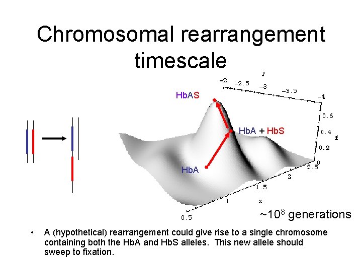 Chromosomal rearrangement timescale Hb. AS Hb. A + Hb. S Hb. A ~108 generations