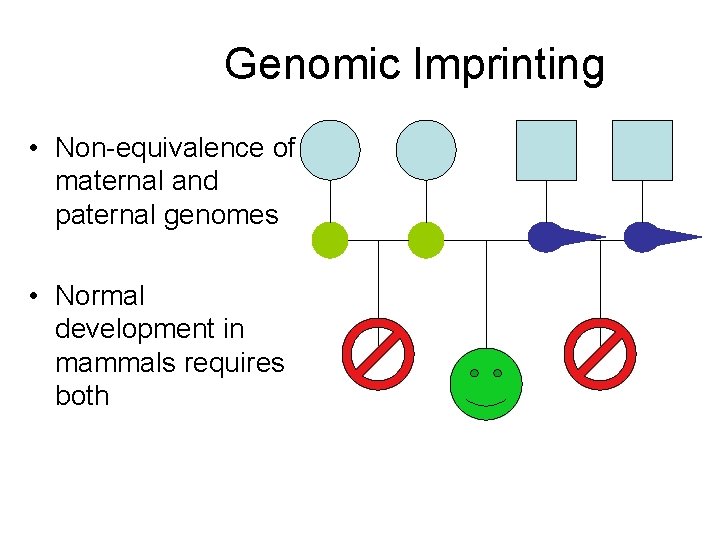 Genomic Imprinting • Non-equivalence of maternal and paternal genomes • Normal development in mammals Genomic Imprinting • Non-equivalence of maternal and paternal genomes • Normal development in mammals