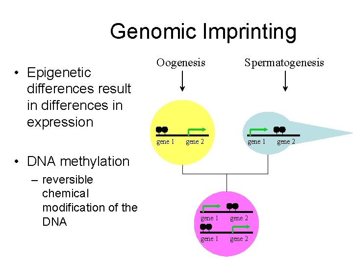 Genomic Imprinting • Epigenetic differences result in differences in expression Oogenesis gene 1 gene Genomic Imprinting • Epigenetic differences result in differences in expression Oogenesis gene 1 gene