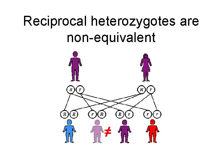 Reciprocal heterozygotes are non-equivalent ≠ 