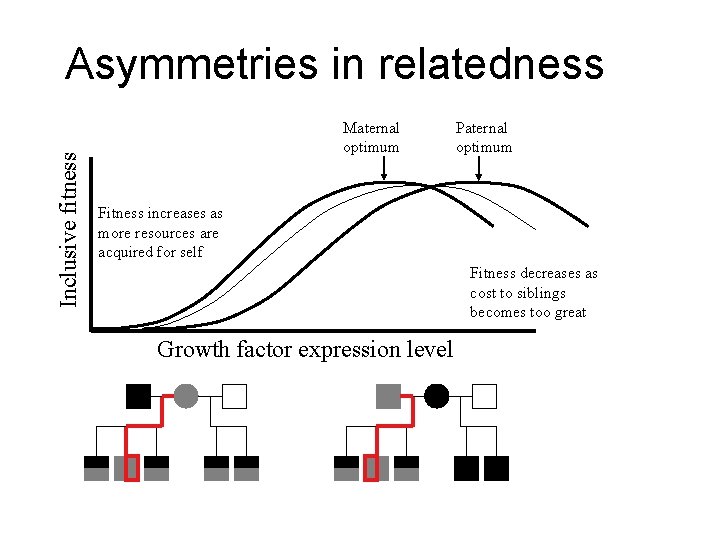 Inclusive fitness Asymmetries in relatedness Maternal optimum Paternal optimum Fitness increases as more resources