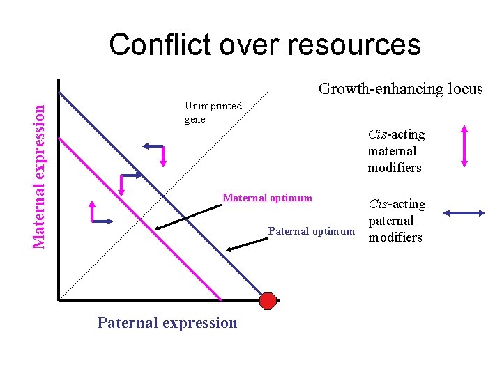 Conflict over resources Maternal expression Growth-enhancing locus Unimprinted gene Cis-acting maternal modifiers Maternal optimum Conflict over resources Maternal expression Growth-enhancing locus Unimprinted gene Cis-acting maternal modifiers Maternal optimum