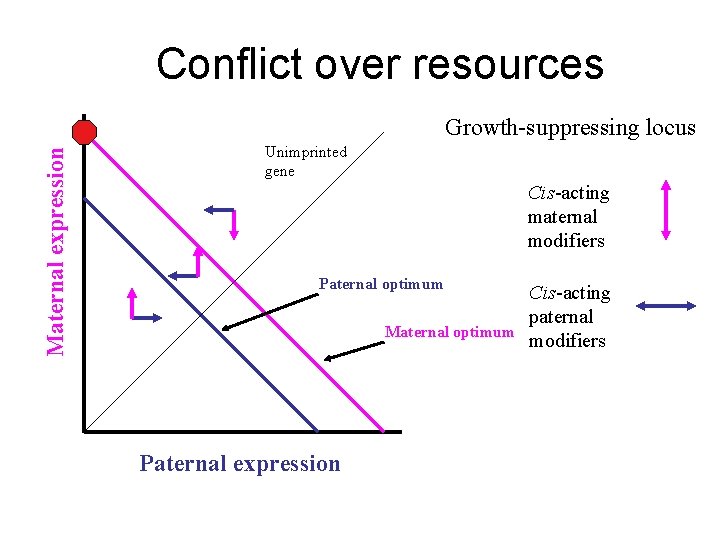 Conflict over resources Maternal expression Growth-suppressing locus Unimprinted gene Cis-acting maternal modifiers Paternal optimum Conflict over resources Maternal expression Growth-suppressing locus Unimprinted gene Cis-acting maternal modifiers Paternal optimum
