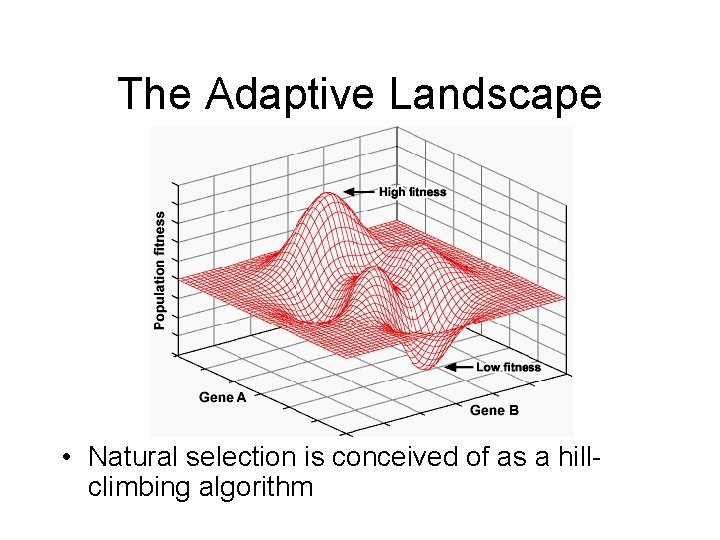The Adaptive Landscape • Natural selection is conceived of as a hillclimbing algorithm 