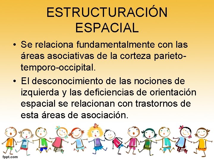 ESTRUCTURACIÓN ESPACIAL • Se relaciona fundamentalmente con las áreas asociativas de la corteza parietotemporo-occipital.