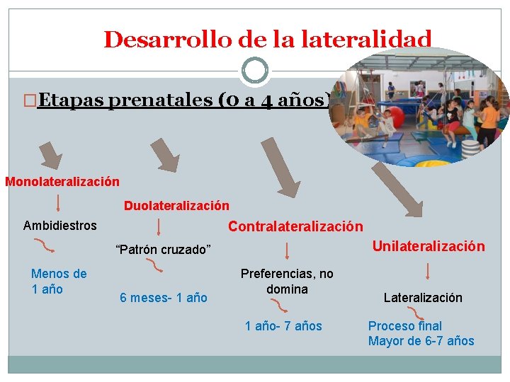 Desarrollo de la lateralidad �Etapas prenatales (0 a 4 años) Monolateralización Duolateralización Ambidiestros Contralateralización