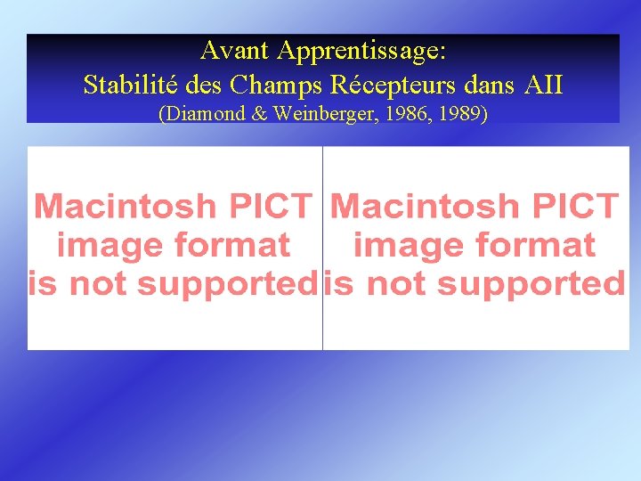 Avant Apprentissage: Stabilité des Champs Récepteurs dans AII (Diamond & Weinberger, 1986, 1989) 