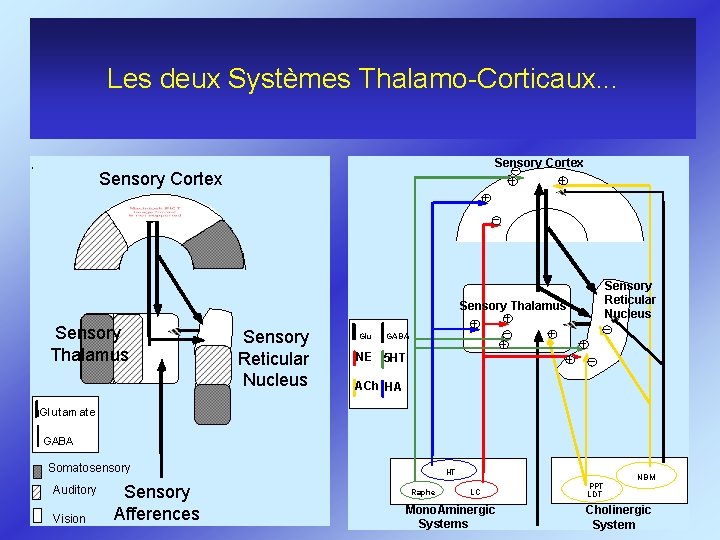 Les deux Systèmes Thalamo-Corticaux. . . Sensory Cortex Sensory Reticular Nucleus Sensory Thalamus Sensory