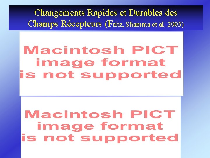 Changements Rapides et Durables des Champs Récepteurs (Fritz, Shamma et al. 2003) 