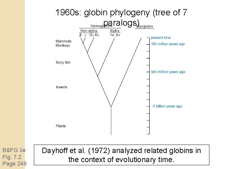 1960 s: globin phylogeny (tree of 7 paralogs) B&FG 3 e Fig. 7. 2