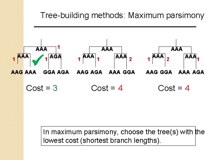 Tree-building methods: Maximum parsimony AAA 1 AAA AAG AAA 1 AGA 1 GGA AAG