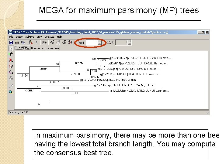 MEGA for maximum parsimony (MP) trees In maximum parsimony, there may be more than
