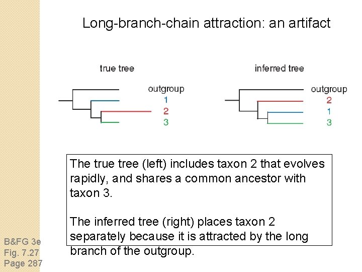 Long-branch-chain attraction: an artifact The true tree (left) includes taxon 2 that evolves rapidly,