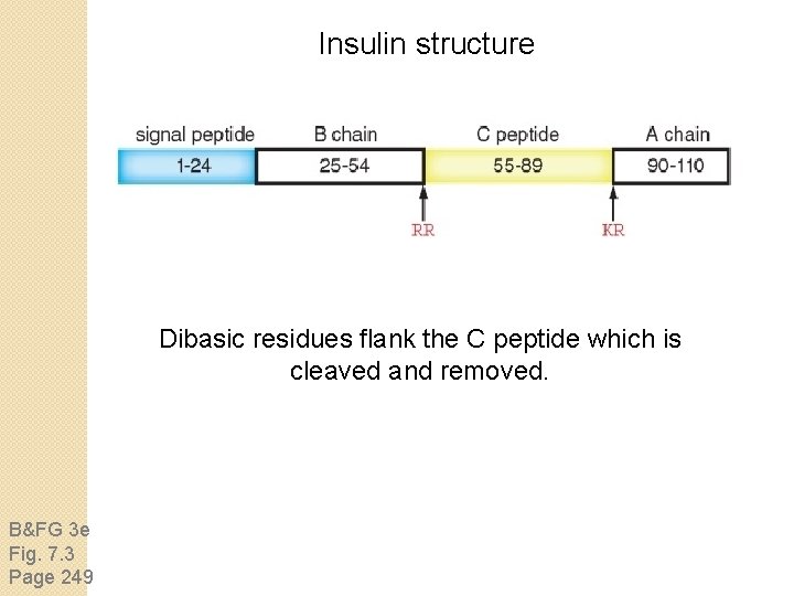 Insulin structure Dibasic residues flank the C peptide which is cleaved and removed. B&FG