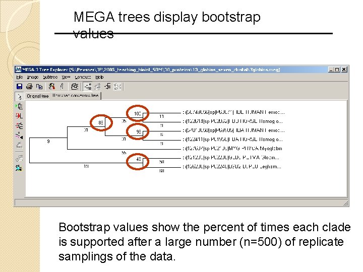 MEGA trees display bootstrap values Bootstrap values show the percent of times each clade