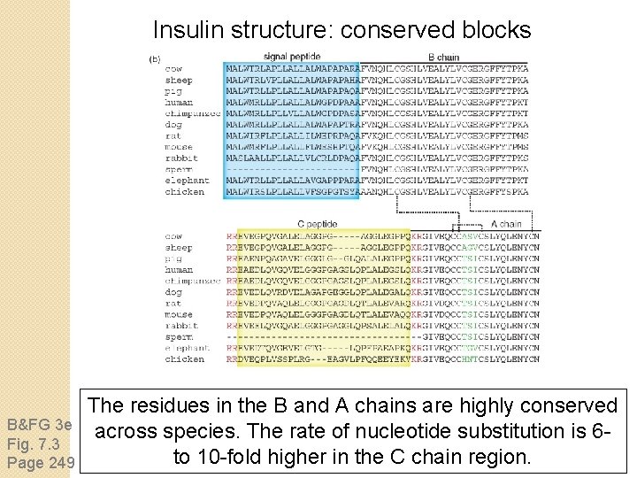 Insulin structure: conserved blocks B&FG 3 e Fig. 7. 3 Page 249 The residues