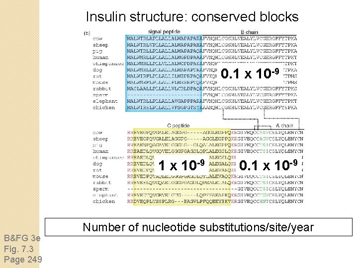 Insulin structure: conserved blocks 0. 1 x 10 -9 B&FG 3 e Fig. 7.