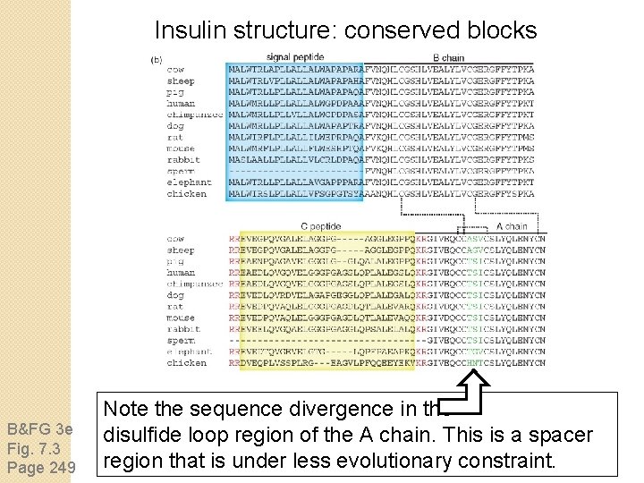 Insulin structure: conserved blocks B&FG 3 e Fig. 7. 3 Page 249 Note the