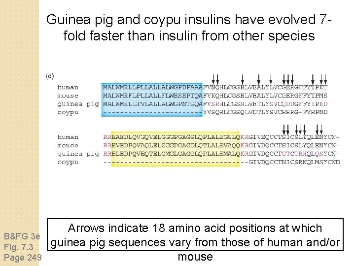 Guinea pig and coypu insulins have evolved 7 fold faster than insulin from other