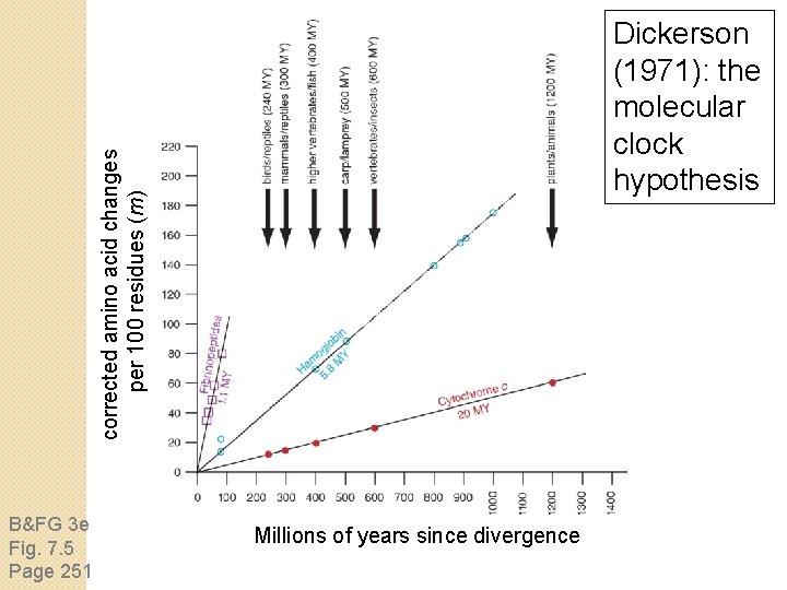 corrected amino acid changes per 100 residues (m) Dickerson (1971): the molecular clock hypothesis