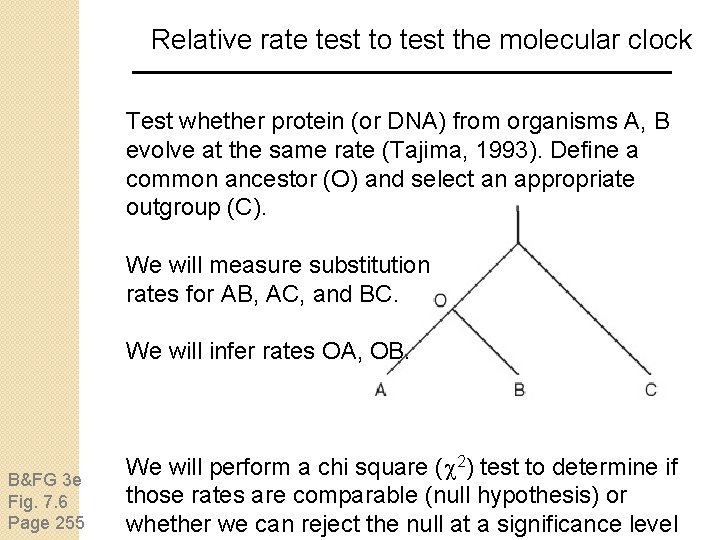 Relative rate test to test the molecular clock Test whether protein (or DNA) from