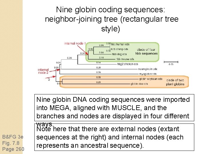 Nine globin coding sequences: neighbor-joining tree (rectangular tree style) B&FG 3 e Fig. 7.